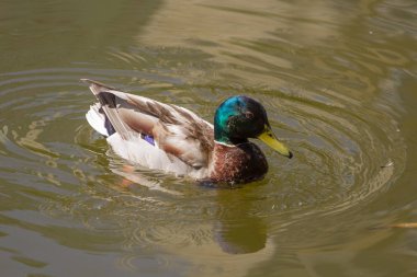Erkek yeşilbaş ördek suda yüzen