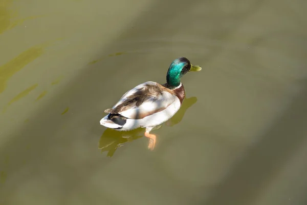 Canard Colvert Mâle Flottant Dans Eau — Photo