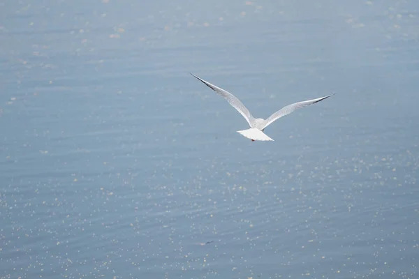 Γλάρος Που Πετούν Πάνω Από Μπλε Της Θάλασσας — Φωτογραφία Αρχείου