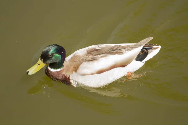 Pato Real Macho Flotando Agua — Foto de Stock