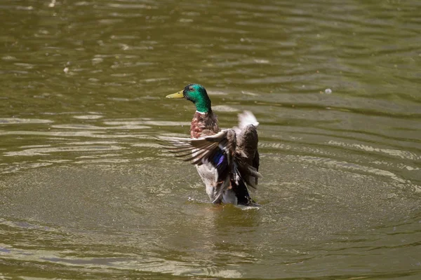 Pato Real Macho Flotando Agua —  Fotos de Stock