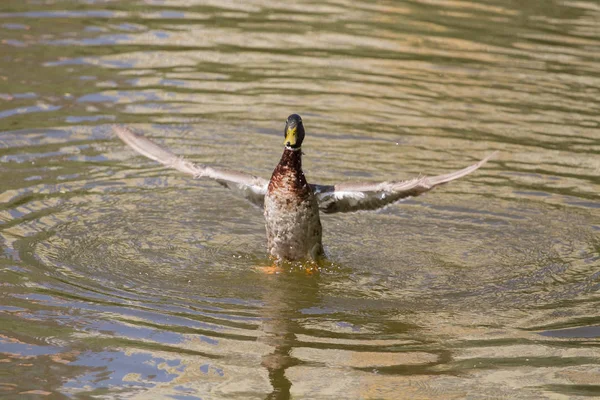 Pato Real Macho Flotando Agua — Foto de Stock