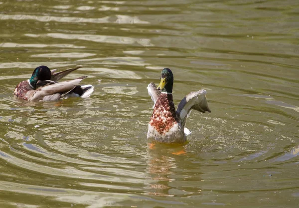 Patos Reales Macho Flotando Agua —  Fotos de Stock