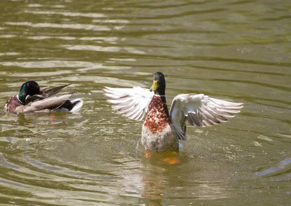 Patos Reales Macho Flotando Agua —  Fotos de Stock