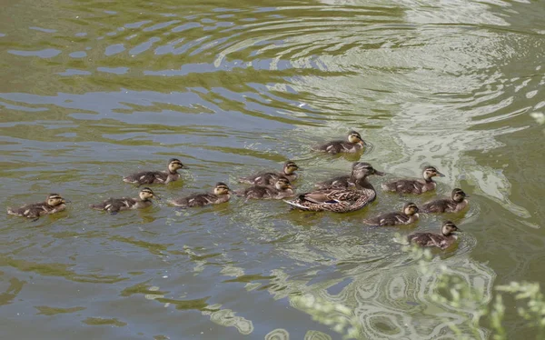 Duck Mallard Small Ducklings Pond Sunny Summer Day — Stock Photo, Image