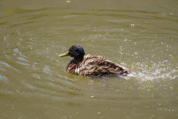 Pato Real Macho Flotando Agua —  Fotos de Stock