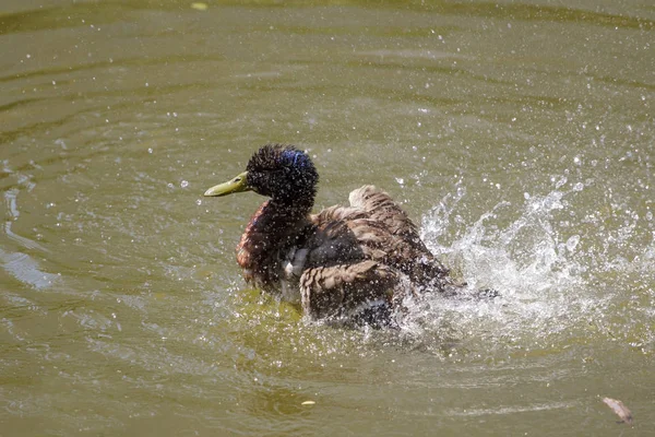 Male Mallard Duck Floating Water — Stock Photo, Image