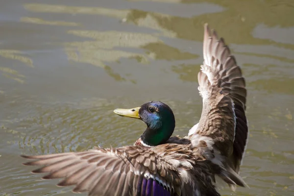 Stockente Schwimmt Wasser — Stockfoto