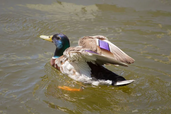 Stockente Schwimmt Wasser — Stockfoto