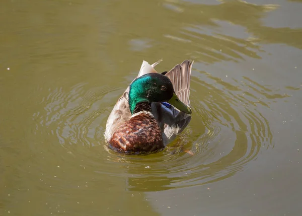 Pato Real Macho Flotando Agua —  Fotos de Stock