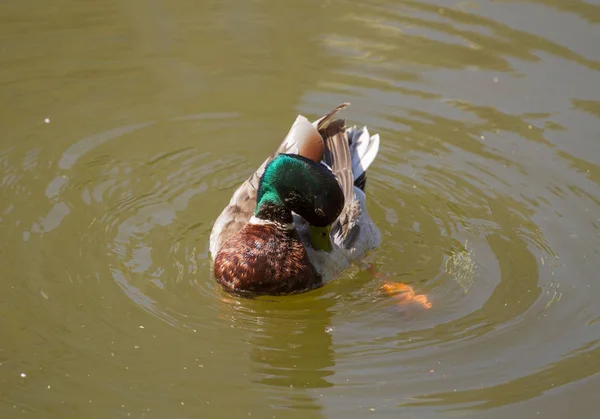 Pato Real Macho Flotando Agua —  Fotos de Stock