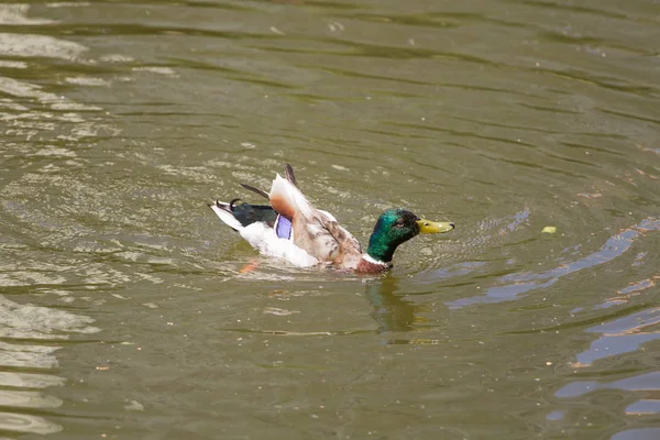 Mannelijke Mallard Duck Drijvend Het Water — Stockfoto