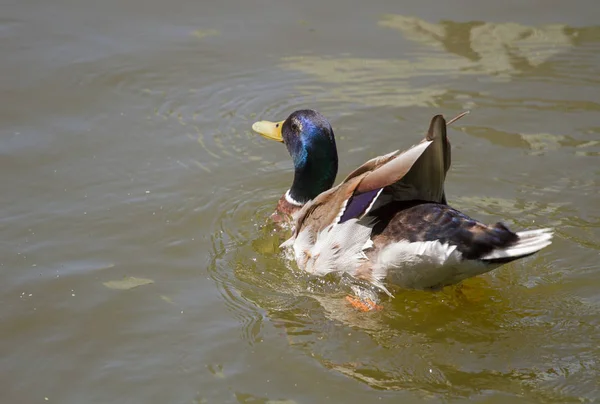 Pato Real Macho Flotando Agua — Foto de Stock