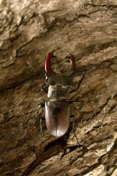 Escarabajo Macho Lucanus Cervus Sentado Árbol Vista Cerca — Foto de Stock
