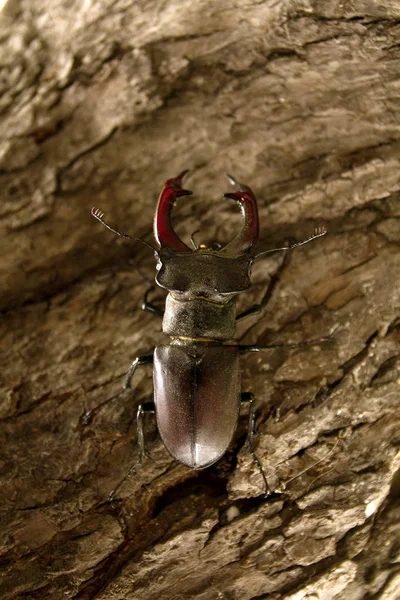 Hirschkäfer Lucanus Cervus Auf Dem Baum Sitzend Nahsicht — Stockfoto