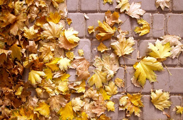 Autumn Colorful Leaves Background — Stock Photo, Image