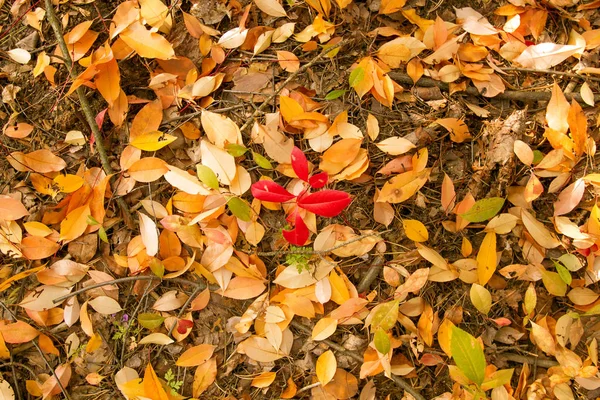 Podzimní Barevné Listí Pozadí — Stock fotografie