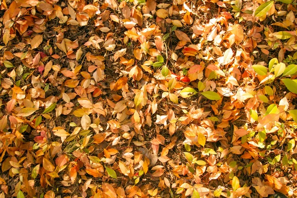 Herbst Bunte Blätter Hintergrund — Stockfoto