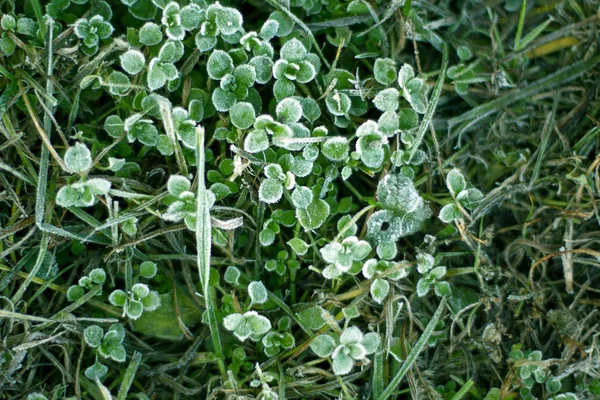 Frozen Plants Grass Early Morning Close Winter — Stock Photo, Image