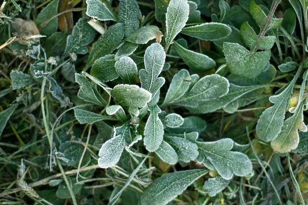 Frozen Plants Grass Early Morning Close Winter — Stock Photo, Image