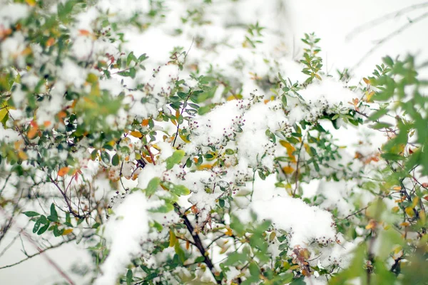 冬になると早朝に凍結した植物は — ストック写真