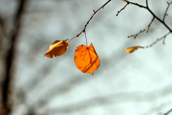 Herbstzeit Laub Einsame Blätter Gegen Den Himmel — Stockfoto
