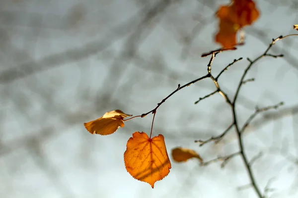 Fall Autumn Season Foliage Lonely Leaves Sky — Stock Photo, Image