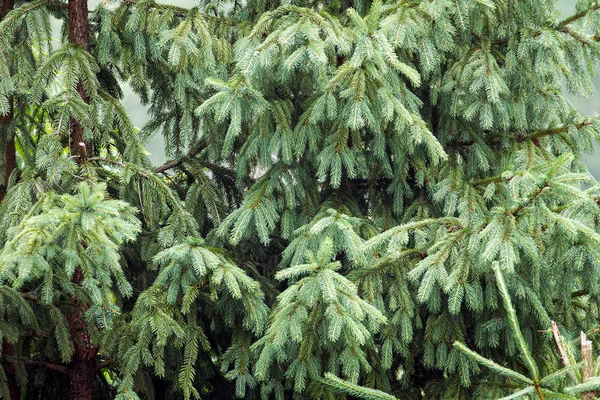 Achtergrond Van Kerstboom Takken Dennen Het Bos — Stockfoto