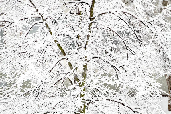 Vinter Skönhet Park Med Träd Täckta Med Snö Ensamhet Konceptet — Stockfoto