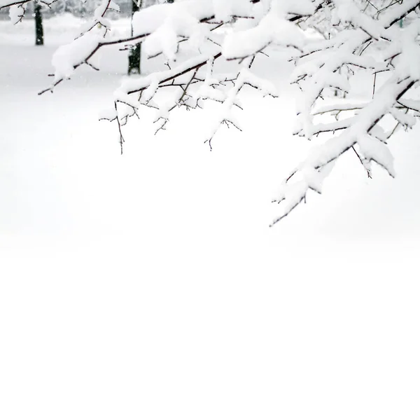 Зимняя Красота Парк Деревьями Покрытыми Снегом Концепция Одиночества Снегопад Сезонная — стоковое фото