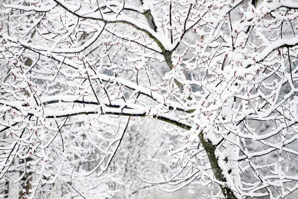 Zimní Krása Park Stromy Pokryté Sněhem Pojem Samoty Sněžení Sezónní — Stock fotografie