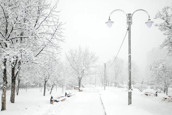 Belleza Invernal Parque Con Árboles Cubiertos Nieve Concepto Soledad Nieve — Foto de Stock