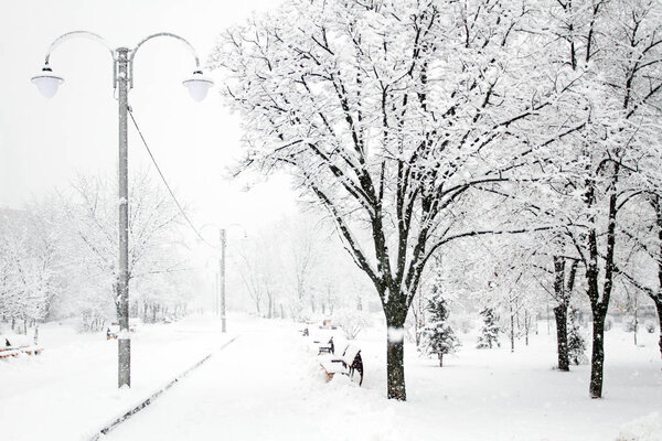Winter beauty. Park with Trees covered with Snow. Solitude concept. Snowfall seasonal beauty