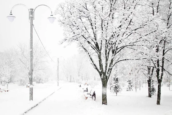 Piękna Zima Park Drzewami Pokryte Śniegiem Pojęcie Samotności Piękno Sezonowych — Zdjęcie stockowe