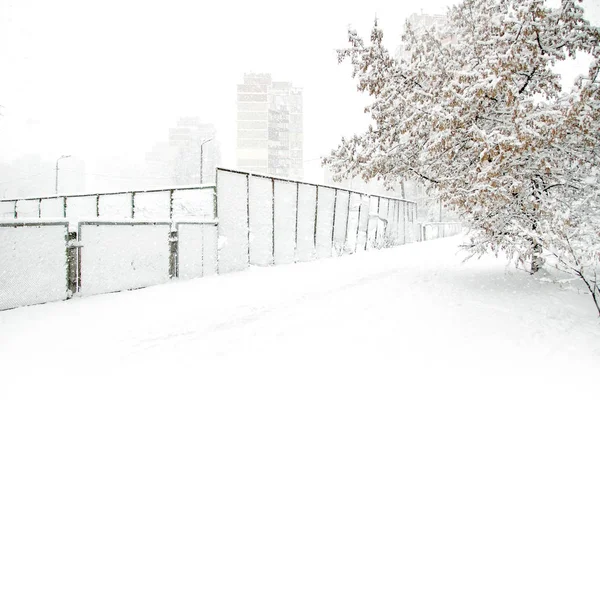 Belleza Invernal Parque Con Árboles Cubiertos Nieve Concepto Soledad Nieve — Foto de Stock