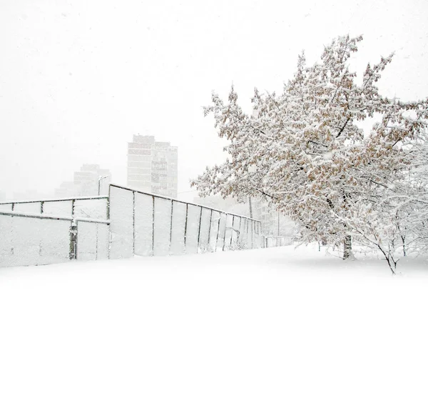 Belleza Invernal Parque Con Árboles Cubiertos Nieve Concepto Soledad Nieve — Foto de Stock