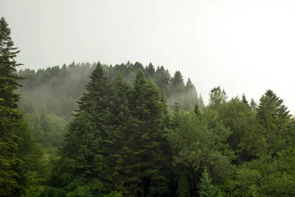 Spruce trees if fog — Stock Photo, Image