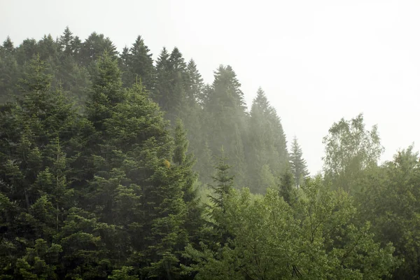 Granar om dimma — Stockfoto