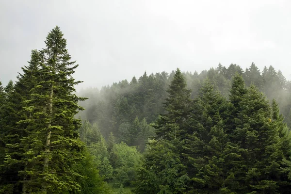 Ялинові дерева якщо туман — стокове фото