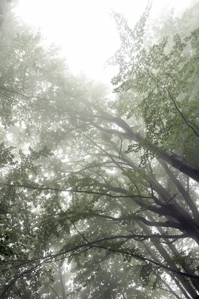 带树枝的雾景观 — 图库照片