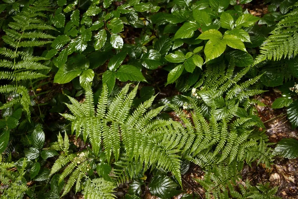 Green grass fern — Stock Photo, Image