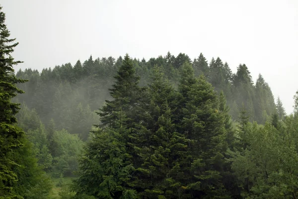 Spruce trees if fog