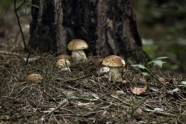 Mushrooms in the woods