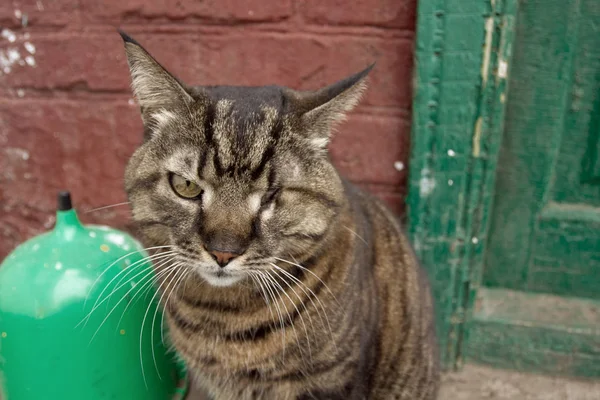 Homeless cat with one eye