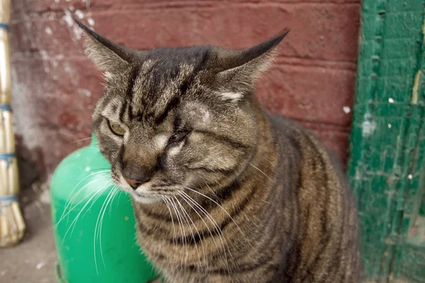 Homeless cat with one eye