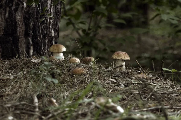 Mushrooms in the woods