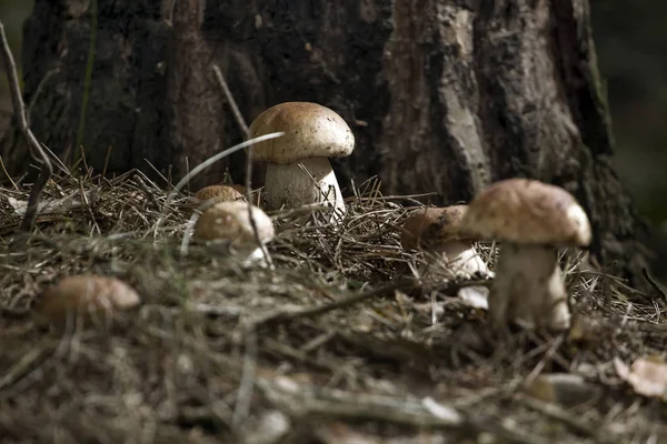 Mushrooms in the woods