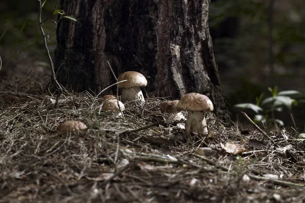 Mushrooms in the woods