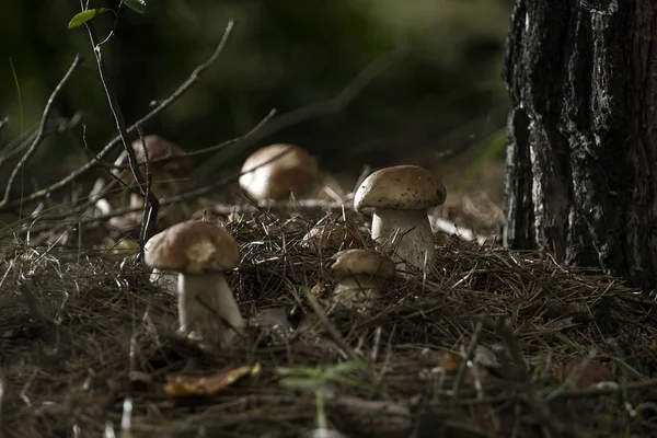 Mushrooms in the woods