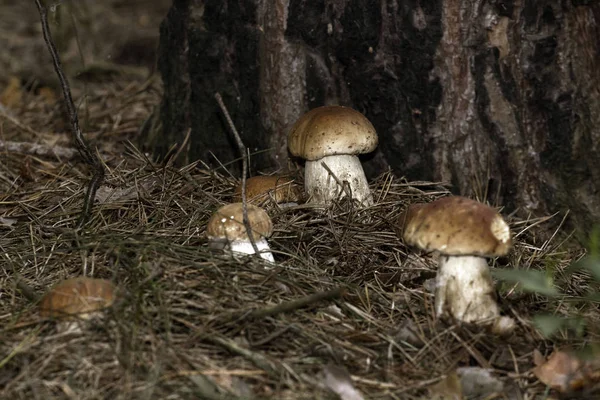 Mushrooms in the woods